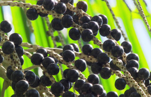 acai