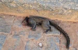 macaco