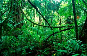 floresta