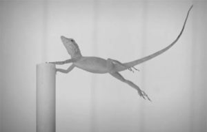 lagarto