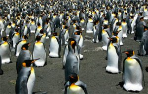 pinguins