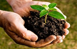 compostagem