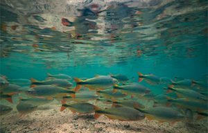 peixes