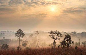 savana
