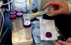 superbacteria