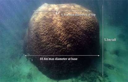 Coral com mais de 400 anos revela a grande resiliência das espécies marinhas