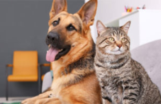 Raiva: saiba como prevenir a doença nos pets; Veterinária alerta sobre a importância de imunização