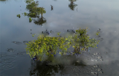 Mudanças climáticas e atividades humanas já ameaçam áreas inundáveis da Amazônia