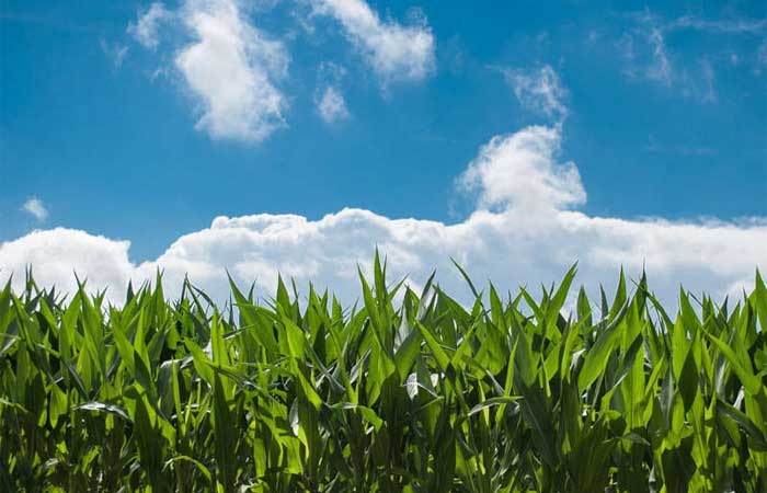Mais calor e seca – novas pesquisas indicam como mudança climática afeta agricultura no mundo