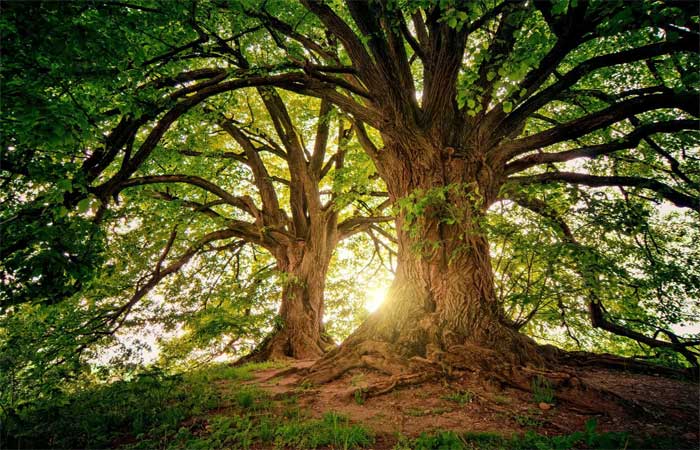 Objetivo do Dia da Árvore é sensibilizar para a importância da preservação
