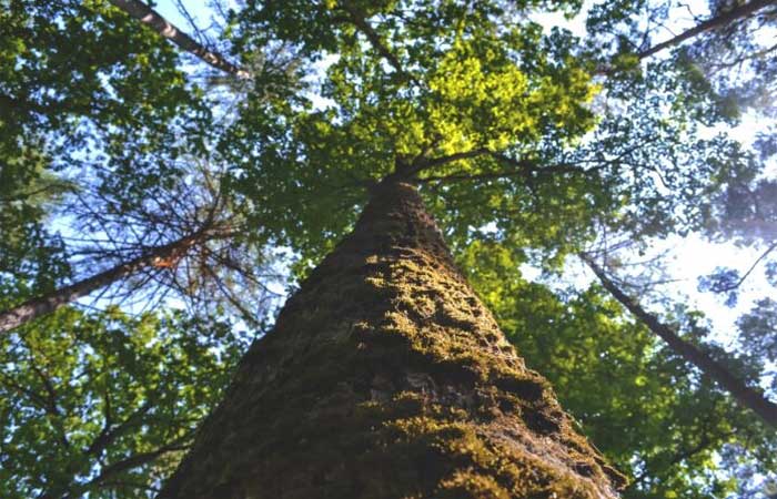 Como doar árvores para restaurar áreas desmatadas no Brasil