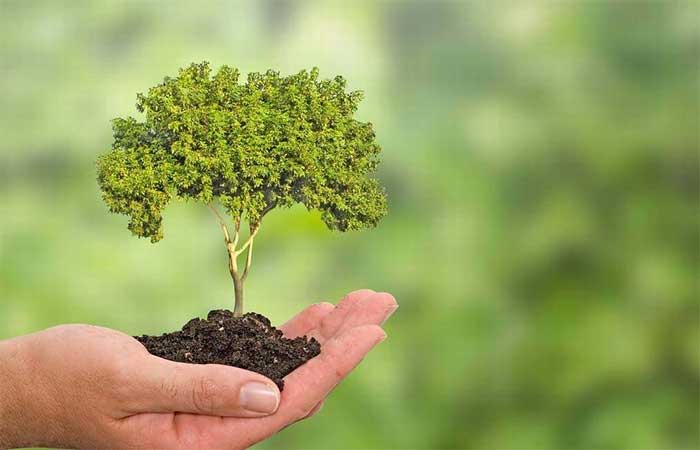 Suzano integra projeto para restaurar e cultivar 2,5 bilhões de árvores no mundo
