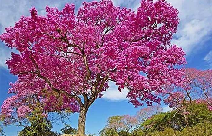Pau-rosa: para fazer perfume, árvore nativa está em risco de extinção