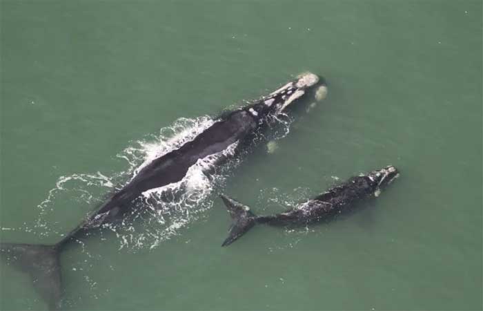 Baleias-francas são criticamente ameaçadas pelas mudanças climáticas