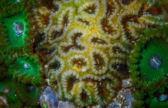 Petróleo no mar afeta desenvolvimento de corais, revela estudo