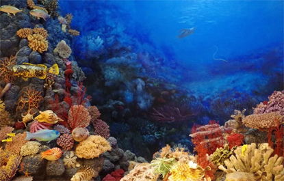 Doença mortal de corais que está varrendo o Caribe está associada à poluição de navios