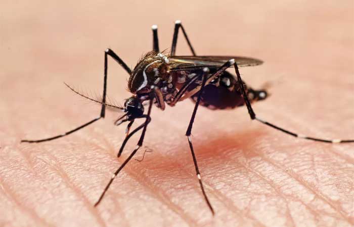 Proteína da saliva do mosquito da dengue tem potencial para tratar doenças inflamatórias intestinais