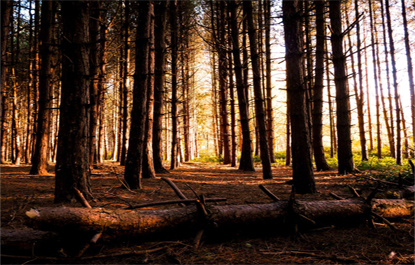 Decomposição de madeira florestal libera 10,9 bi de toneladas de carbono por ano