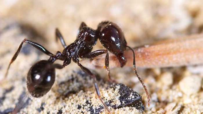 Você sabia que formigas têm dentes? E que seus dentes têm metais?