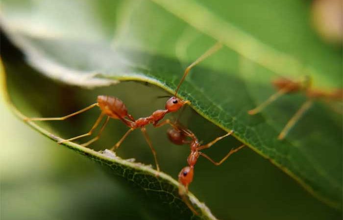 Matar formigas é mais difícil do que parece, mas você pode acabar com elas de maneira sustentável