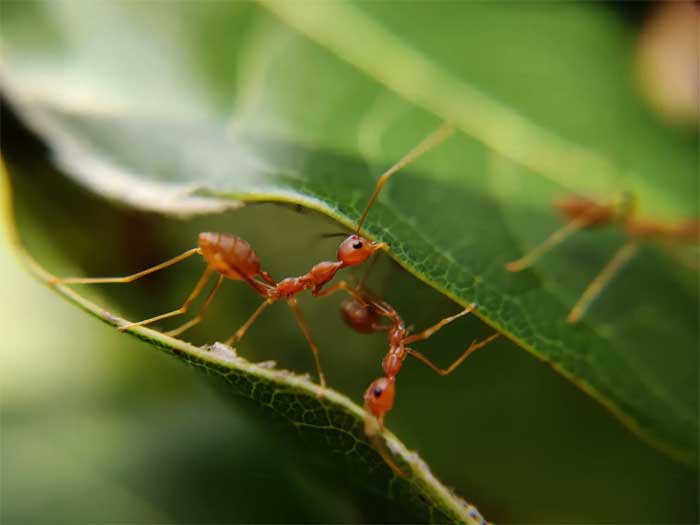 Matar formigas é mais difícil do que parece, mas você pode acabar com elas de maneira sustentável