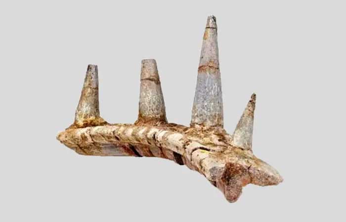 Fóssil “estranho” de anquilossauro mais antigo conhecido intriga paleontólogos