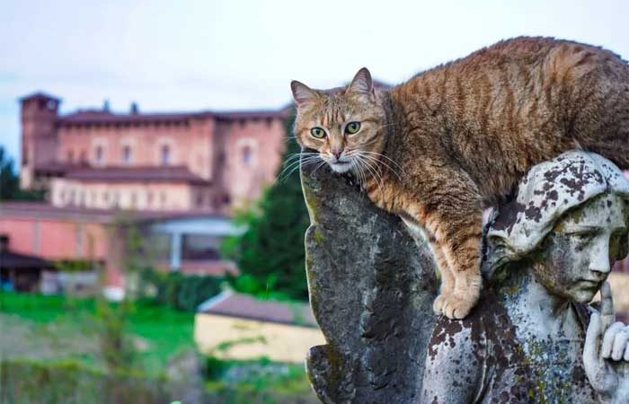Gatos desaparecem misteriosamente em pequena cidade italiana