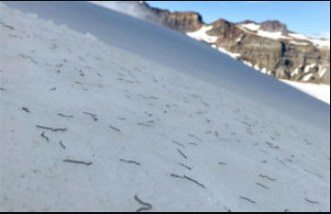 Conheça a minhoca que vive nas geleiras — um ‘paradoxo’ científico