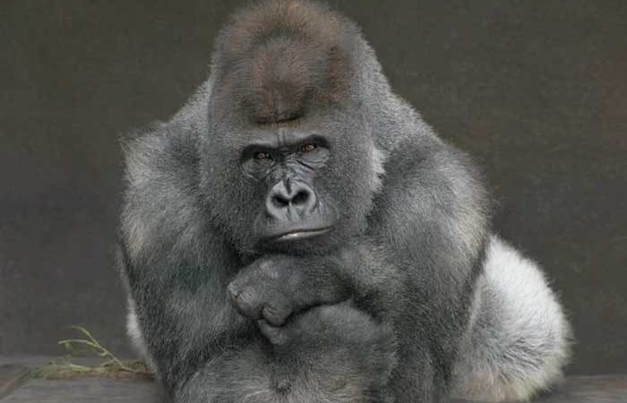 Com transmissão humana, gorilas contraem Covid-19 em zoológico dos EUA