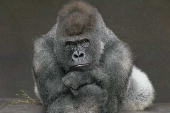 Com transmissão humana, gorilas contraem Covid-19 em zoológico dos EUA