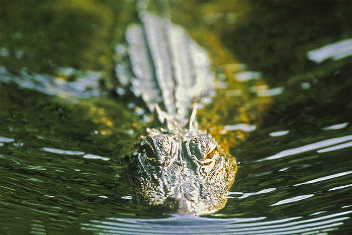 Artefatos de mais de 4.000 anos são encontrados no estômago de crocodilo