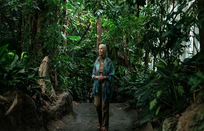 Jane Goodall se une a campanha para plantar um trilhão de árvores
