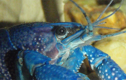 Pescador captura lagosta azul raríssima na Escócia; chance é de uma em dois milhões