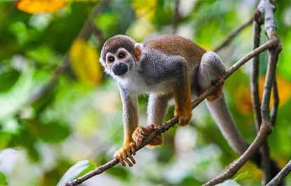 “Amazônia é a última grande região bem preservada e rica em biodiversidade no mundo” diz Bráulio Dias