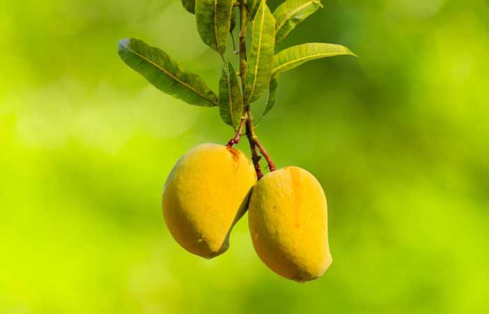Cultivo orgânico de frutas é tema de curso gratuito da Embrapa