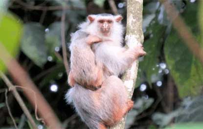 Nova espécie de macaco é descoberta no Brasil entre o Pará e o MT