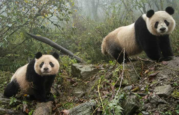 Pandas foram retirados da lista de espécies ameaçadas na China