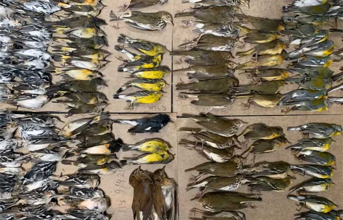 Centenas de pássaros migratórios morrem após colidir com torres de vidro de Nova York