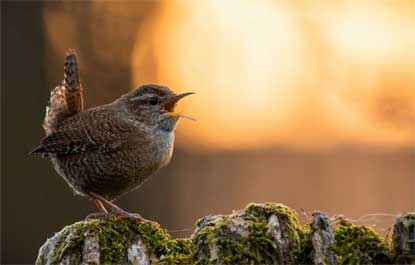 Conheça por que todos os pássaros cantam ao anoitecer e ao amanhecer