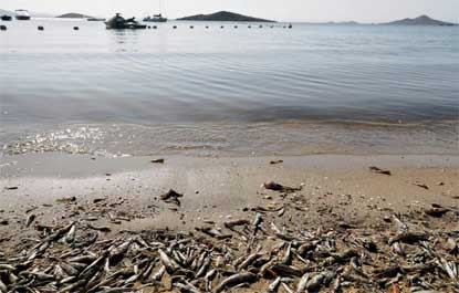 Poluição: milhões de peixes morrem por falta de oxigênio, na Espanha