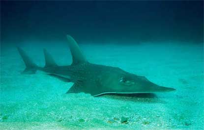 Um terço dos tubarões, raias e quimeras estão ameaçados de extinção