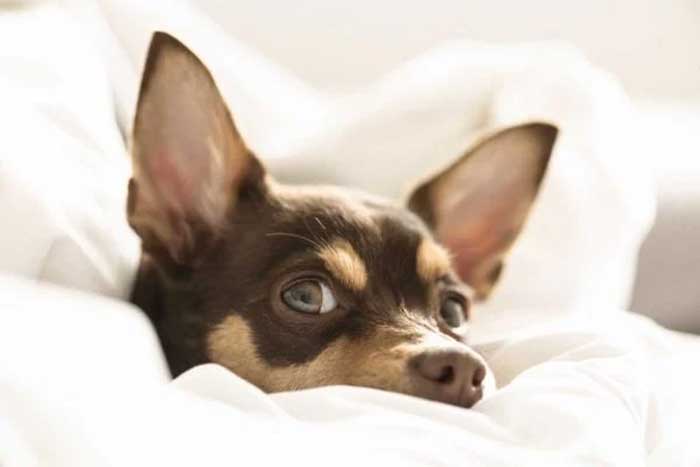 Saúde pet: saiba como reconhecer sinais de estresse nos cachorros