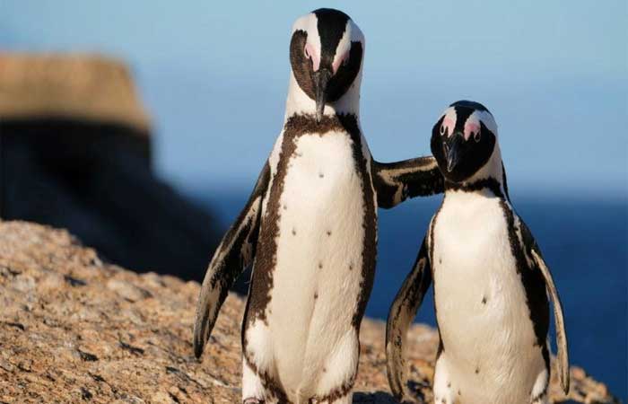 ‘Briga’ entre abelhas e pinguins termina com 63 mortos de espécie ameaçada de extinção