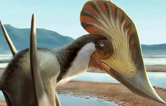 Novo pterossauro brasileiro esclarece a origem dos répteis de asas