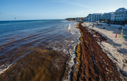 A ciência resolverá o problema das algas nas praias mexicanas?