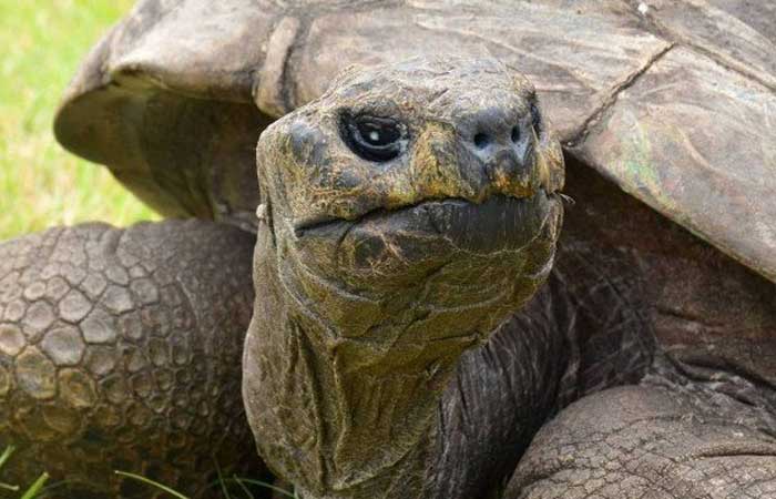Jonathan, tartaruga com 189 anos, é reconhecido como o animal terrestre mais velho
