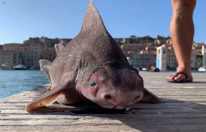 Tubarão com ‘cara de porco’ é encontrado no Mar Mediterrâneo