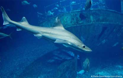 Uma fêmea de tubarão deu à luz num aquário italiano sem ter se acasalado com nenhum macho