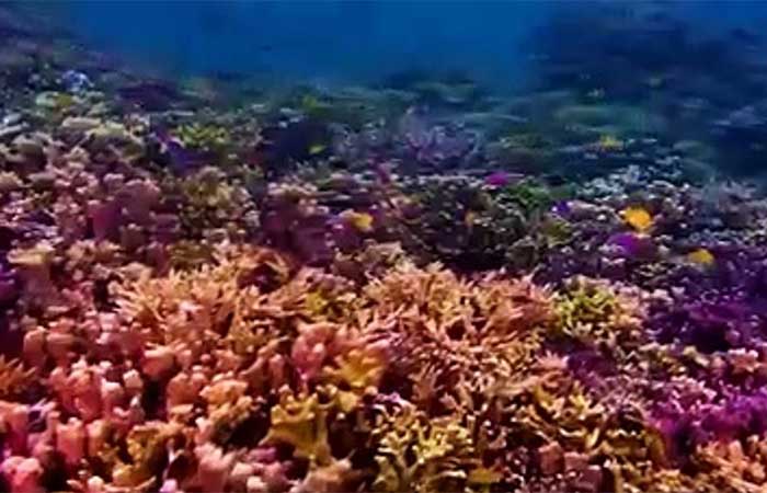 Tudo pela vida marinha: mapa mostra recifes de coral em todo o planeta