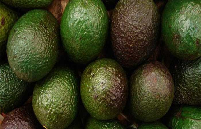 Nigéria quer produzir abacate sustentável e ser um dos maiores exportadores da fruta